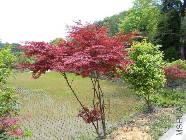 DSCN2996.jpg