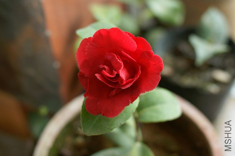 DSC00330.JPG