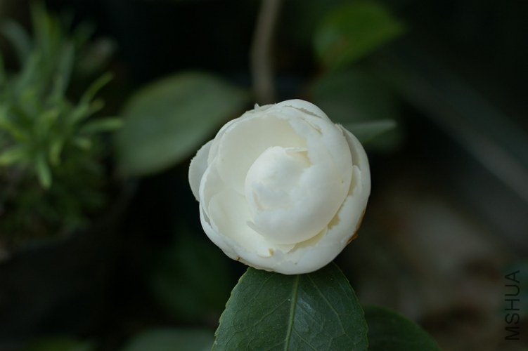 DSC00333.JPG