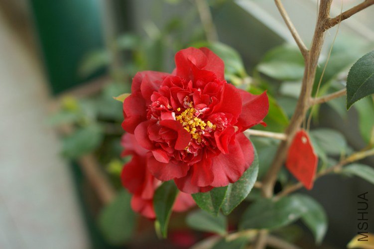 DSC00335.JPG