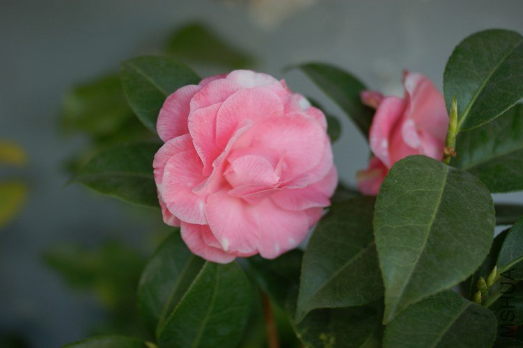 DSC00351.JPG