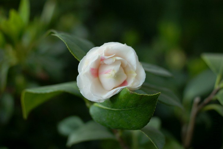 DSC00352.JPG