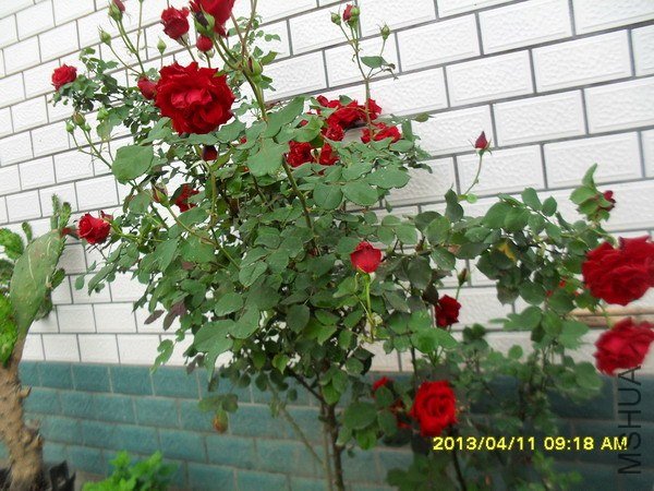 SDC16560.jpg