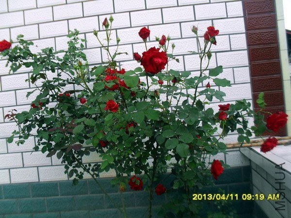 SDC16563.jpg