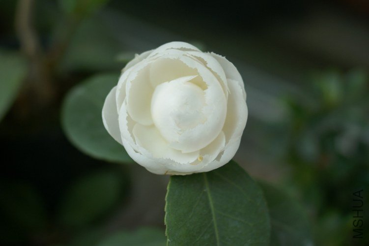 DSC00358.JPG