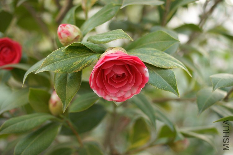 DSC00376.JPG