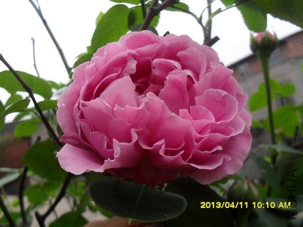 SDC16571.jpg