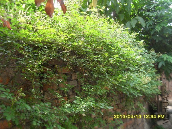 SDC16586.jpg