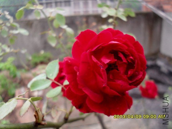 SDC16540.jpg