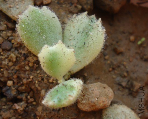 �ڻ�����