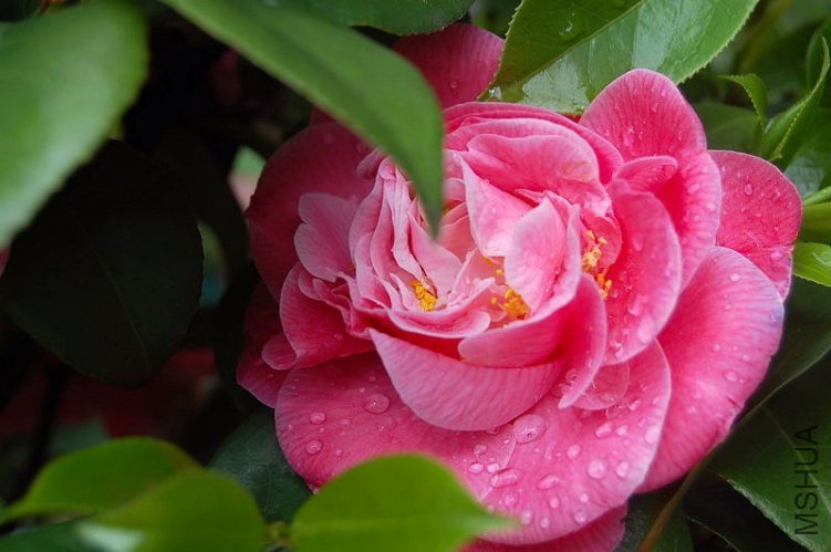 DSC_00050005.JPG