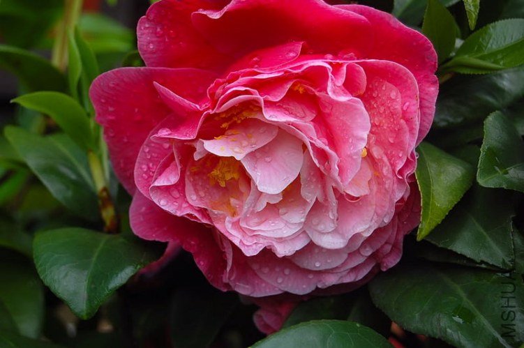 DSC_00100010.JPG