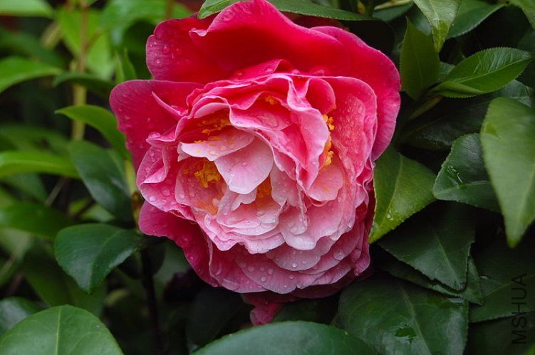 DSC_00120012.JPG