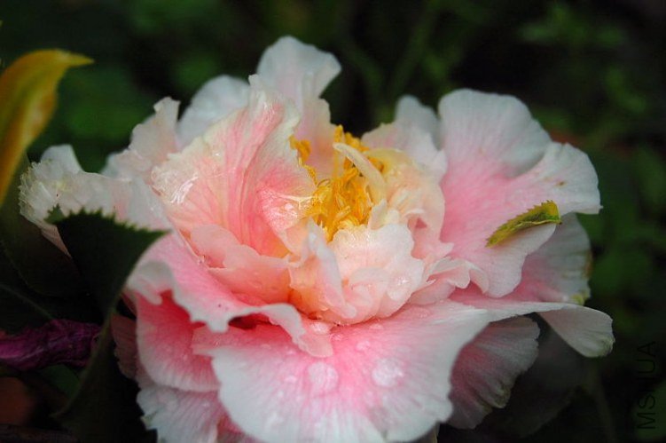 DSC_00480048.JPG