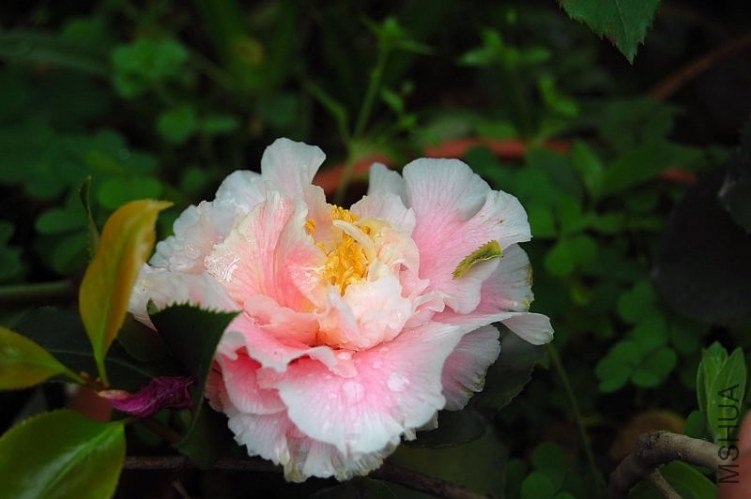 DSC_00520052.JPG