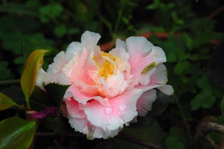 DSC_00500050.JPG