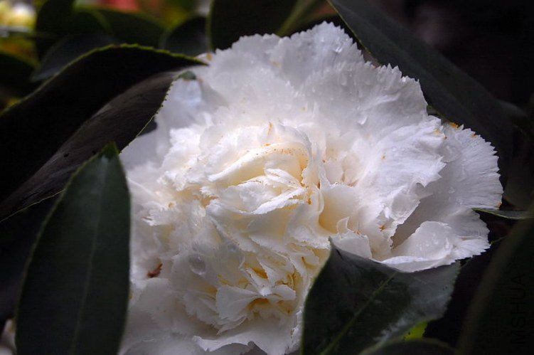 DSC_00320032.JPG