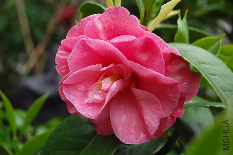 DSC_00330033.JPG