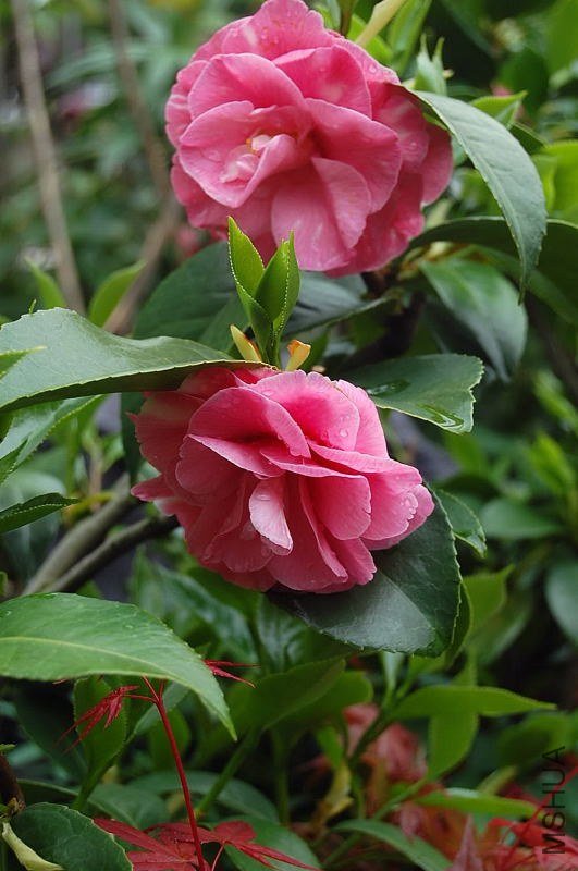 DSC_00340034.JPG
