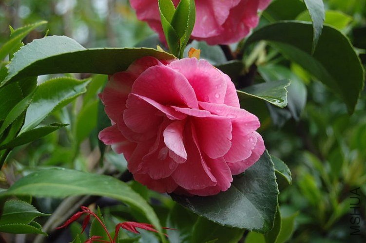 DSC_00360036.JPG