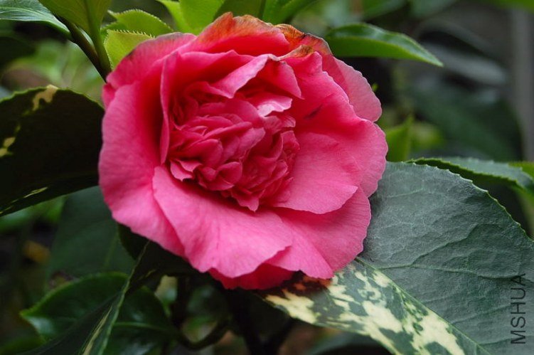 DSC_00420042.JPG