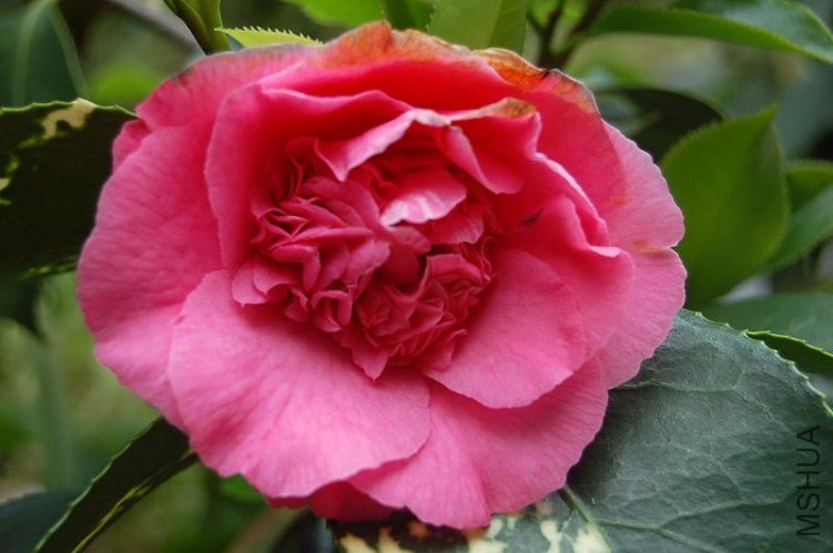 DSC_00390039.JPG