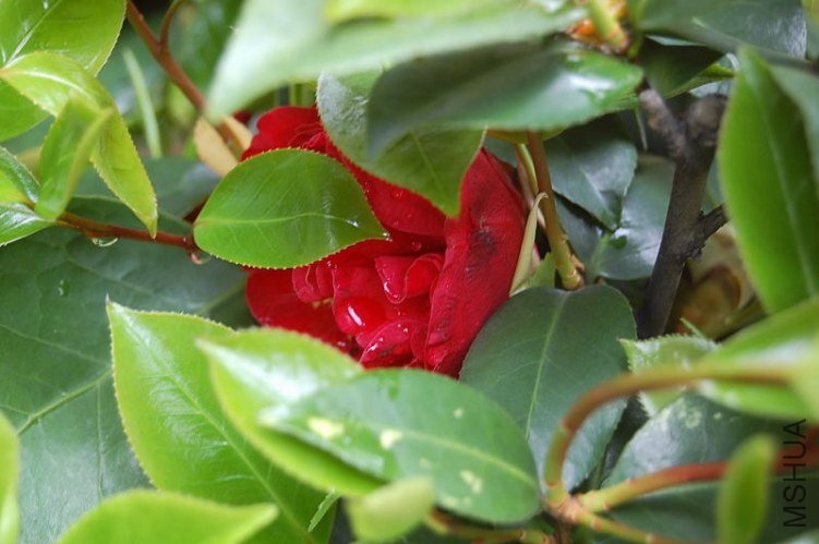 DSC_00430043.JPG