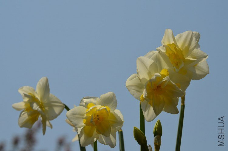 DSC_0074.JPG