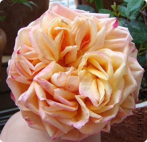 ǰ��ռ����Ĳл�һ�䣬�޴�ġ�