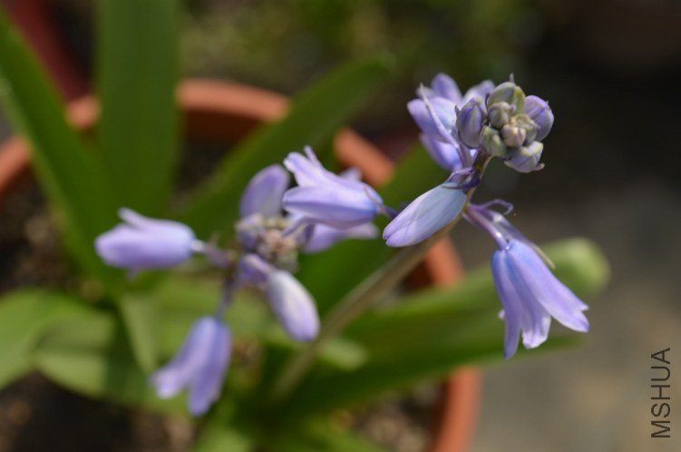 ��ɫ���廨20130417 005.JPG