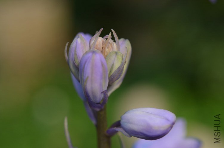 ��ɫ���廨20130417 007.JPG
