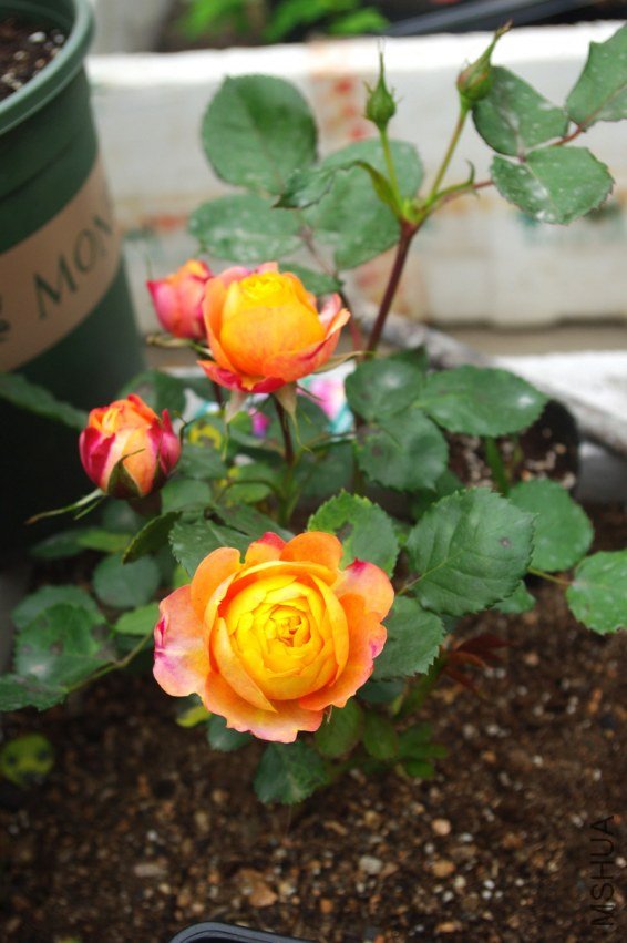 IMGP9411.jpg