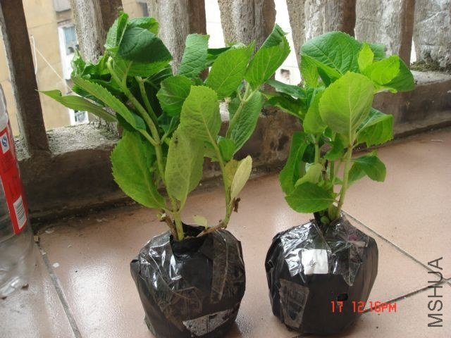 DSC00036.JPG