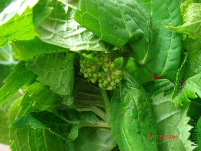 DSC00041.JPG