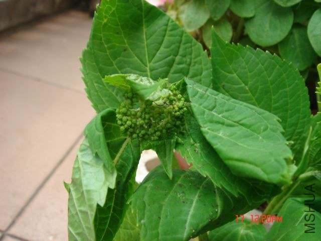 DSC00042.JPG