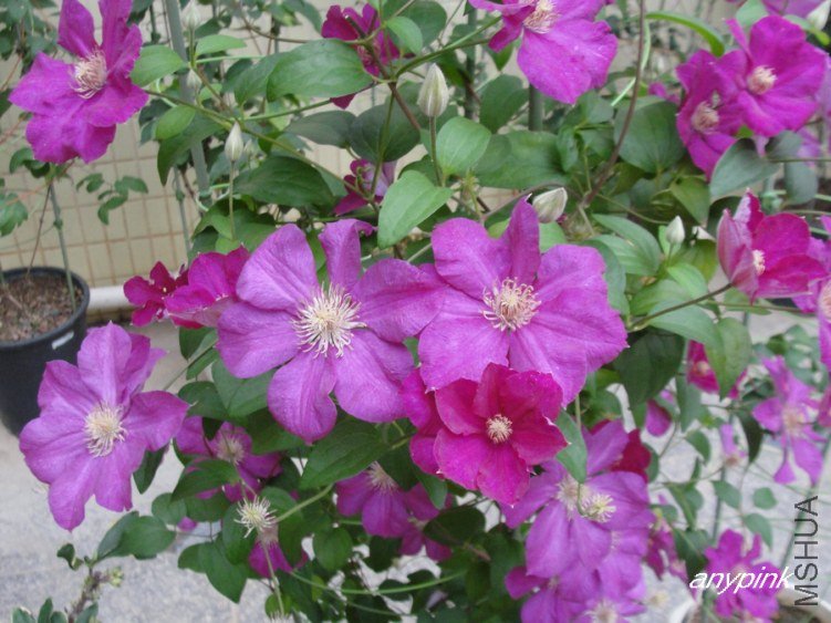 nEO_IMG_DSC01875.jpg