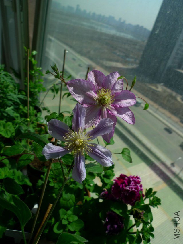 P1070946-s.jpg