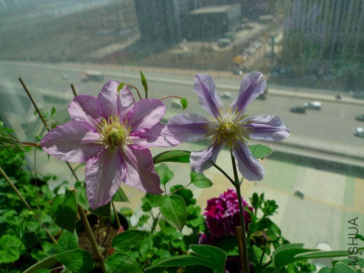 P1070945-s.jpg