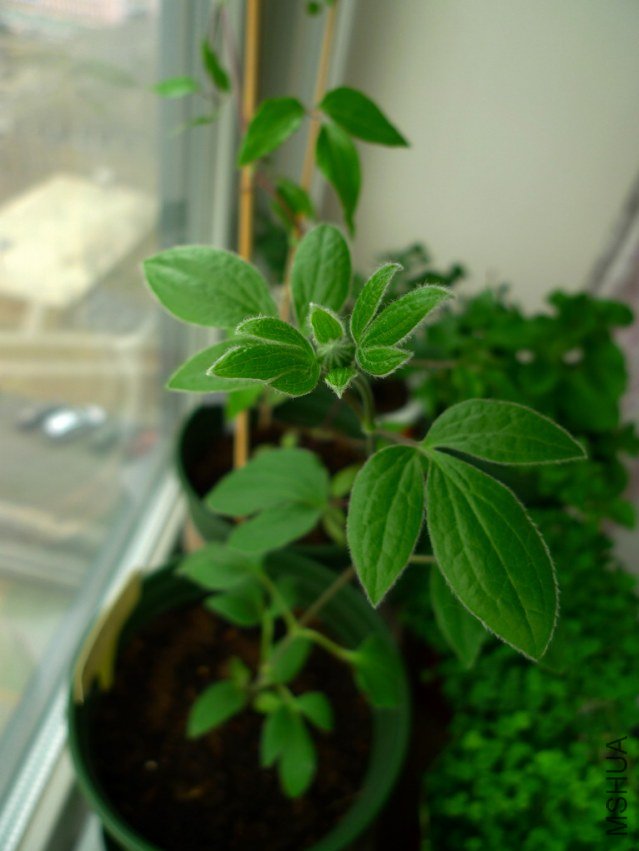 P1070582-s.jpg