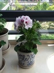 ������С ��ת IMG_1078.jpg