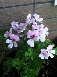 ������С ��ת IMG_1080.jpg