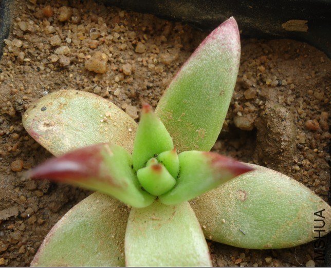 ���� �ں�.jpg