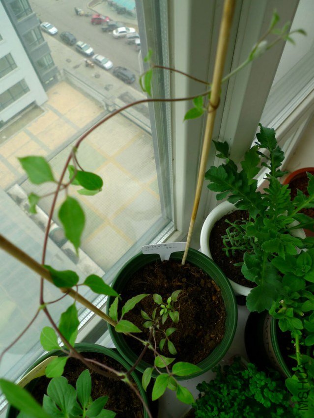 P1070586-s.jpg