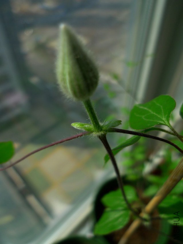 P1070742-s.jpg