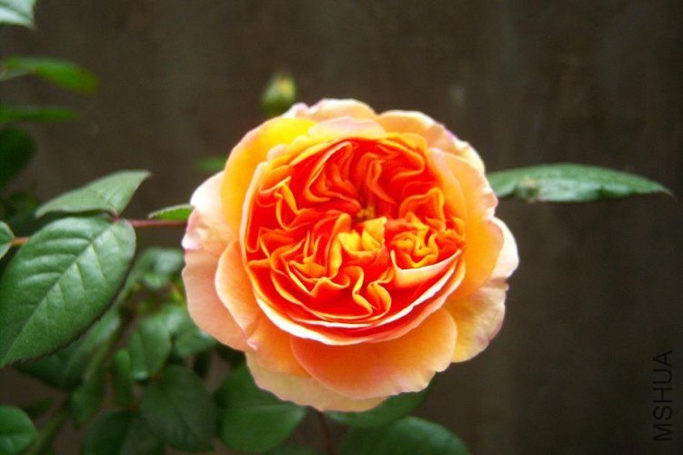 1.JPG