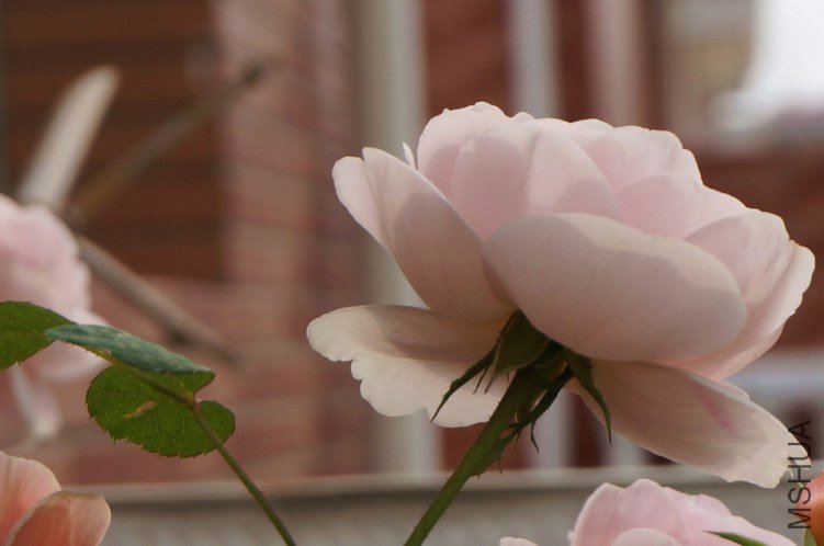 DSC01350_����.jpg