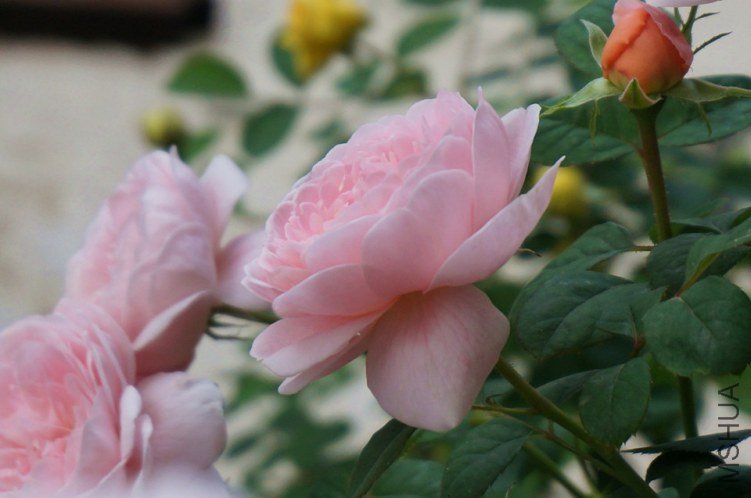 DSC01428_����.jpg