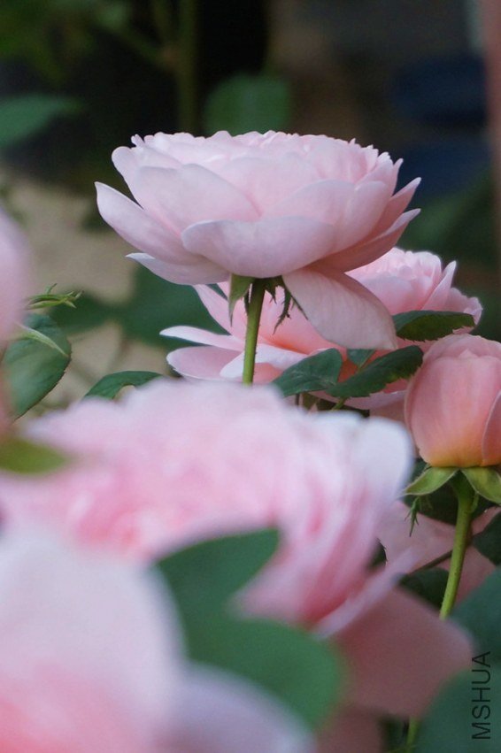 DSC01430_����.jpg