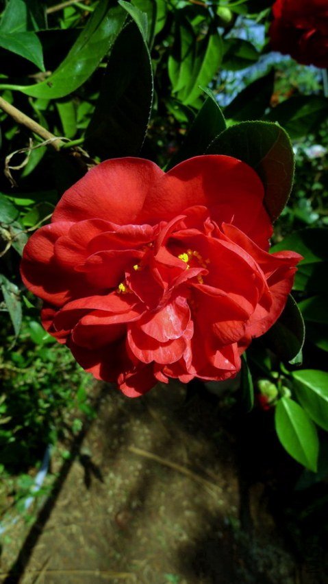 P1890155.jpg