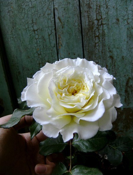 d01373f082025aaf6a326aa5faedab64034f1a5f.jpg